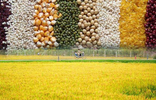 空氣能熱泵烘干機助力自動化農業發展，空氣能糧食烘干機十大優點